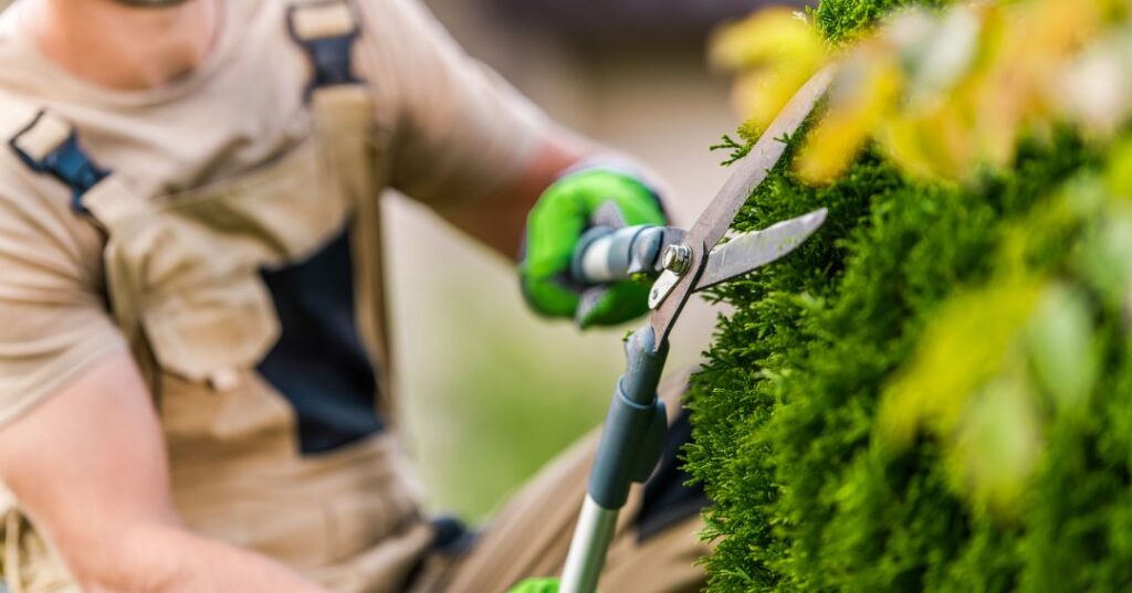 poda e plantio em Fortaleza